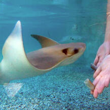 Stingray Stingray