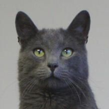 Korat Korat